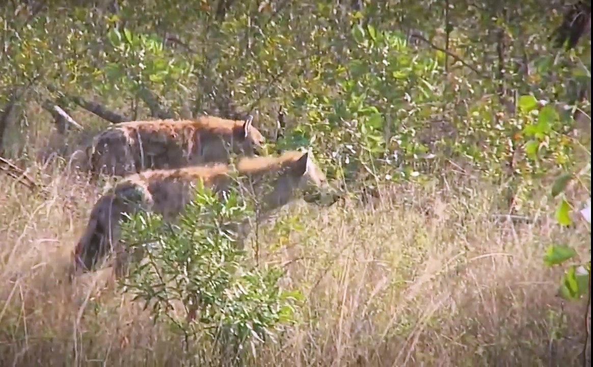 Wild Animals Fighting - Wild Dogs Kill A Impala , Hyenas Then Steal It. Hyena Attack Wild Dogs