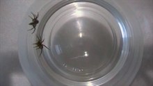 Jumping Spider vs Wolf Spider