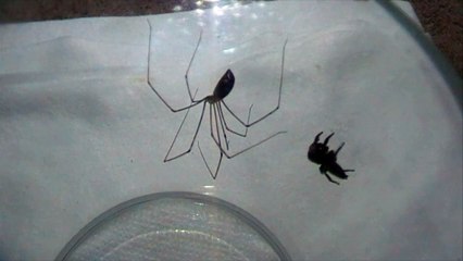 Jumping Spider vs Cellar Spider