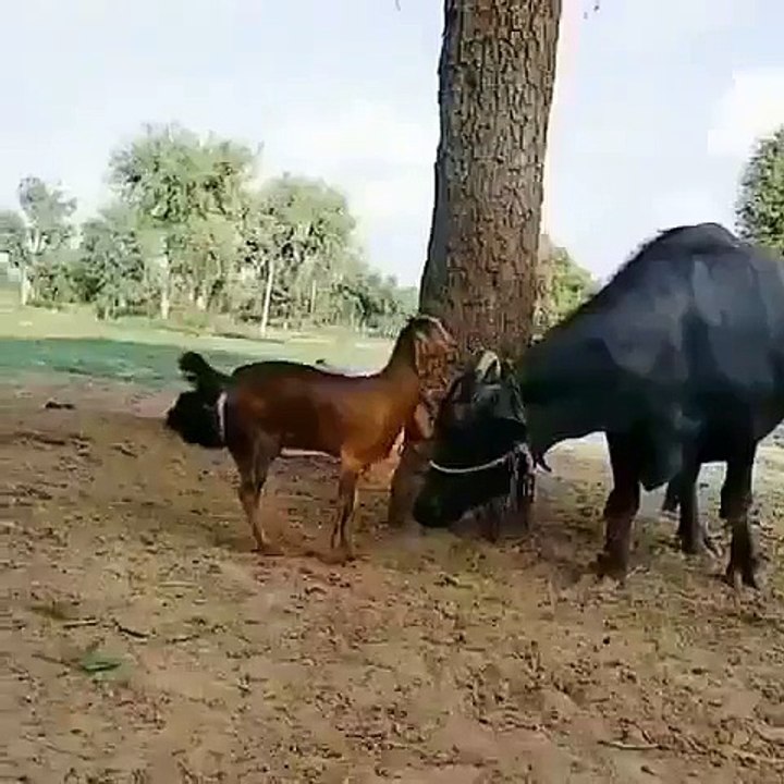 Smartness do not need resources. They find nearby Goat Ride on Buffalo.