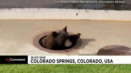 Bear climbs out of manhole