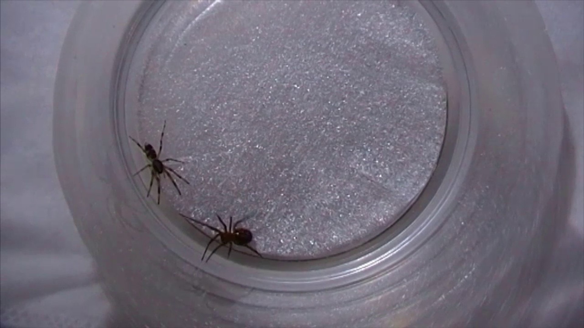 False Widow Spider vs White Tailed Spider