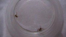 Flat Bark Spider vs Lynx Spider
