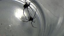 False Widow Spider vs Redback Spider