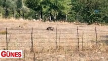 Bodrum'da kan donduran olay: Kürekle vura vura öldürdü