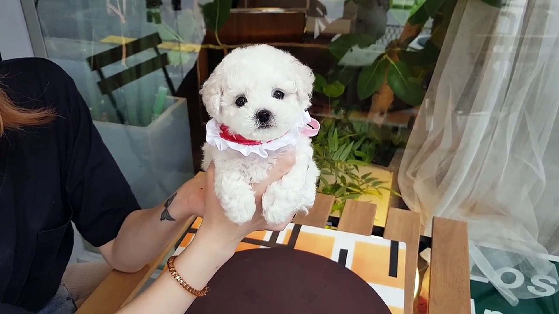 Bichon cheap for baby