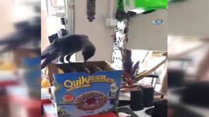 Misafir Kargayı Elleriyle Besledi