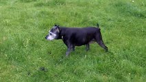 Staffordshire Bull Terrier babe Mallie, 15 years old!