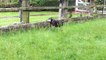 Staffordshire Bull Terrier Mallie.