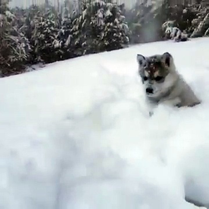 Snow Bunny ... it's fun 100%