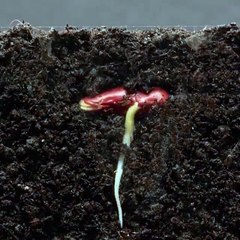 Tohumun Yaşam Mücadelesi