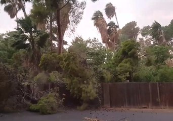 Large Tree Falls During Monsoon Storm in Phoenix, Arizona