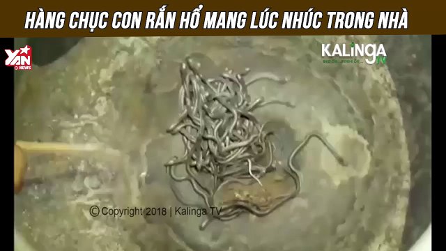 Nổi da gà nhìn hàng chục con rắn hổ mang lúc nhúc trong nhà FB