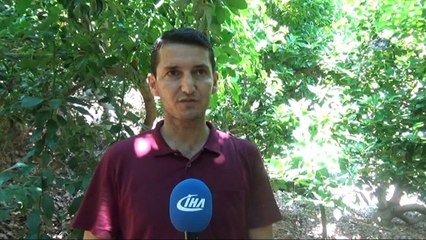 Avokado üretiminde hedef 40 milyon adet