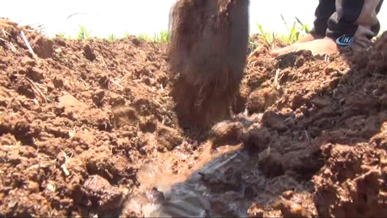 Henüz 10 Yaşında 3 Yıldır Tarla Suluyor