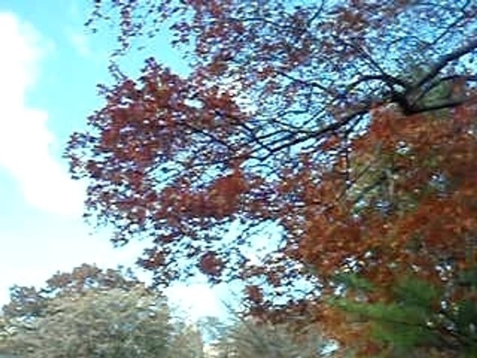 Chute de Central Park