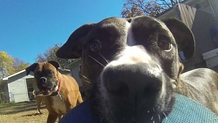 Un chien vole une GoPro
