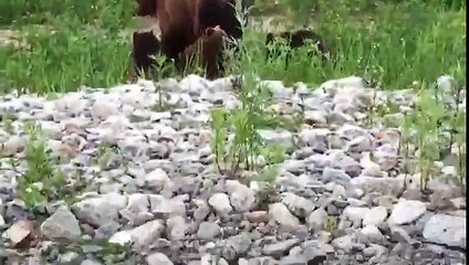 Медведица с медвежатами решила немного погреться на асфальте