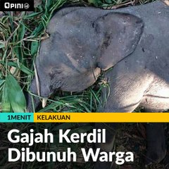 #1MENIT | Gajah Kerdil Dibunuh Warga