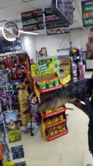 Man Goes Beer Shopping with an Alligator