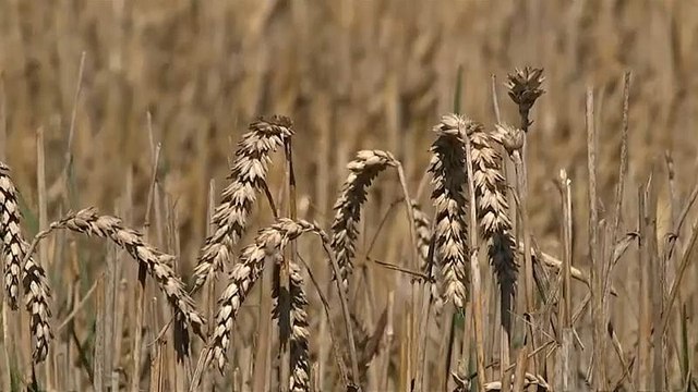 Убытки немецких фермеров составят миллиард евро