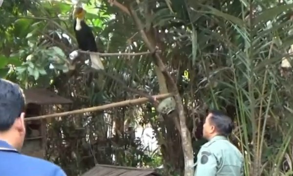 Polisi dan BKSDA Jember Amankan Hewan Dilindungi