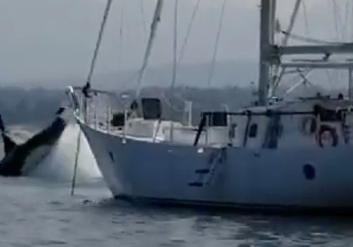 Killer Whale Drags Sailboat Around Vancouver Island Harbor