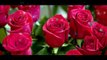 Lovely Good Morning red Rose Wallpaper, Pic, Image, Photo,whatsaap video,status