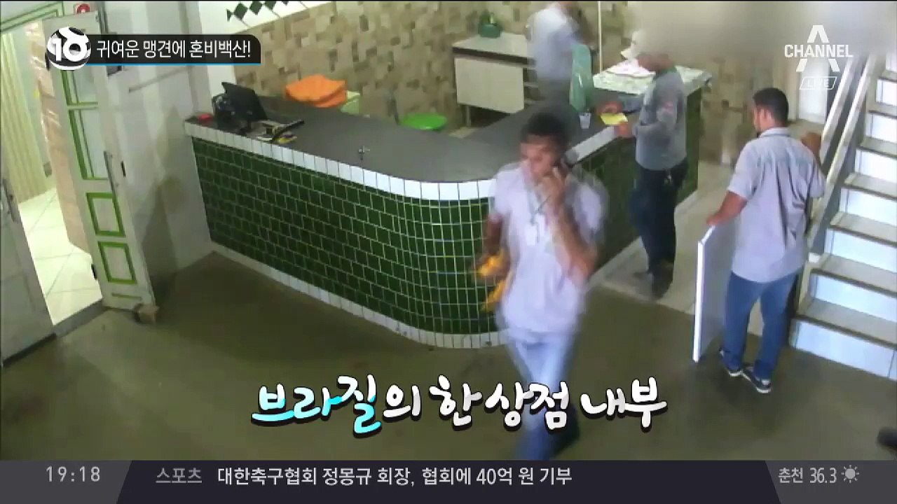 귀여운 맹견에 혼비백산!