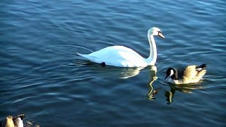 Beautiful Swan Wildlife Midwest