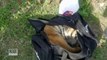 Abandoned Tiger Cub Found in Duffel Bag Gets Adopted by Animal Sanctuary
