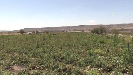Kilisli Çiftçiler Üretmekten Vazgeçmedi
