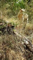 Jean-Michel Stasse, du refuge Wolf Eyes, tente de calmer l'animal