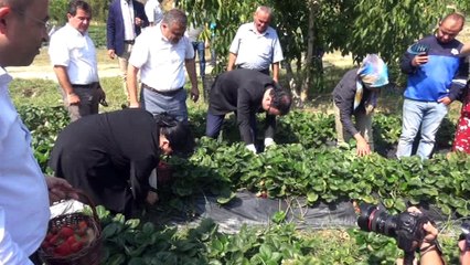 'Vali Hanım' çileğinin ilk hasadını Vali Hanım yaptı