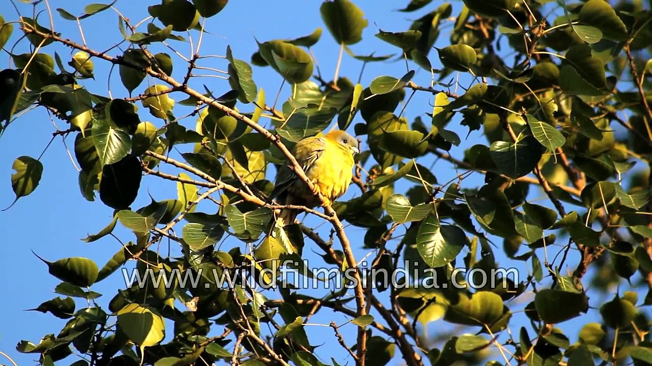 India birding paradise - Keoladeo National Park  Bharatpur
