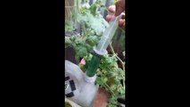 Teknik dan Cara Semangka Hidroponik Cepat Berbunga, Bertunas dan Berbuah