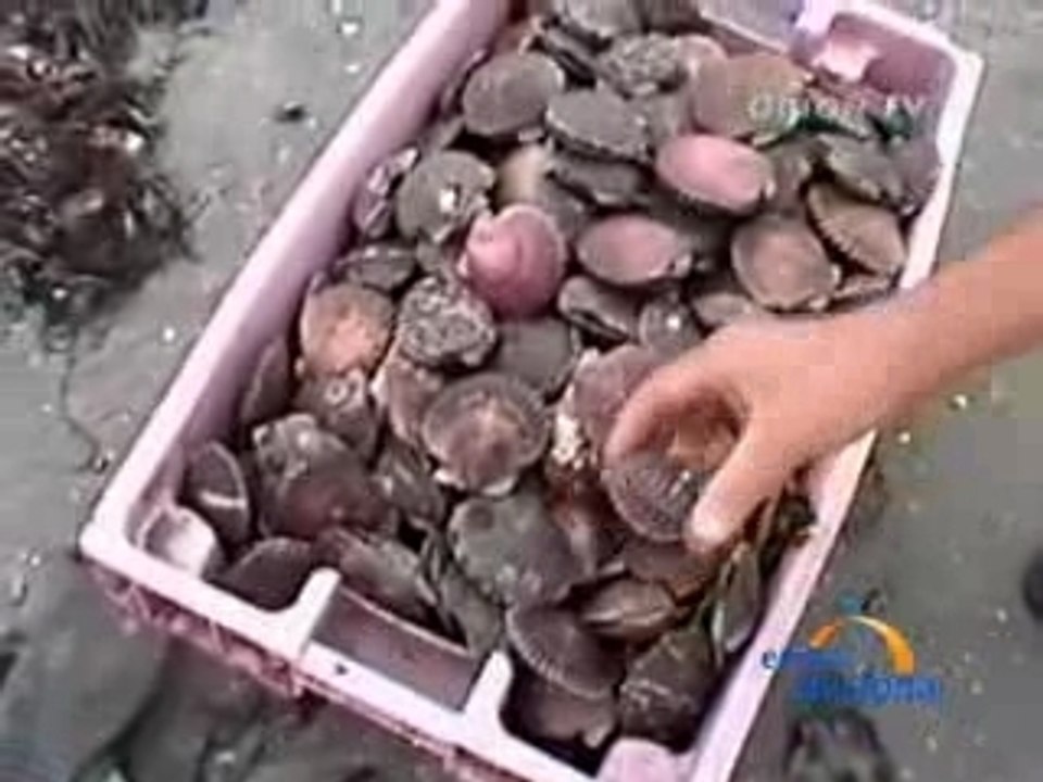 CONCHAS EN LA PLAYA - PISCO