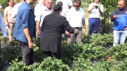 Vali Hanım' Çileğinin İlk Hasadını Vali Hanım Yaptı