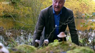 The Magic of Mushrooms (2014) part 1/2