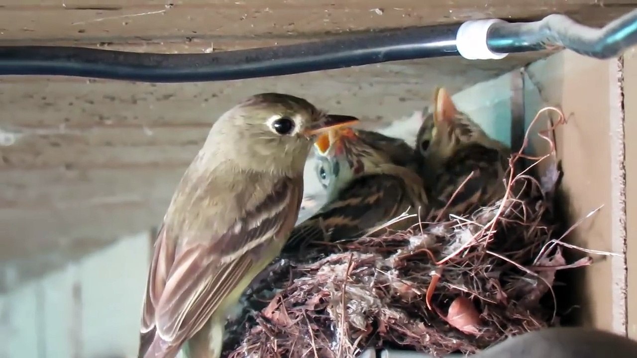 Trop mignon : ces moineaux sont nourris par leur mère au bec dans le nid !