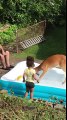 Cette fillette joue avec un faon dans sa piscine gonflable !