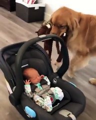 Accueil d'un nouveau né par le chien : avec une peluche !