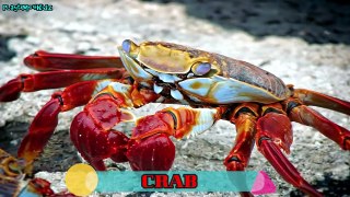 Learning Sea Creatures Names Colors For Children Water Animals Names Educational Toy Video