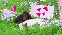 Australia: Zoo animals open Christmas gifts (CUTE)