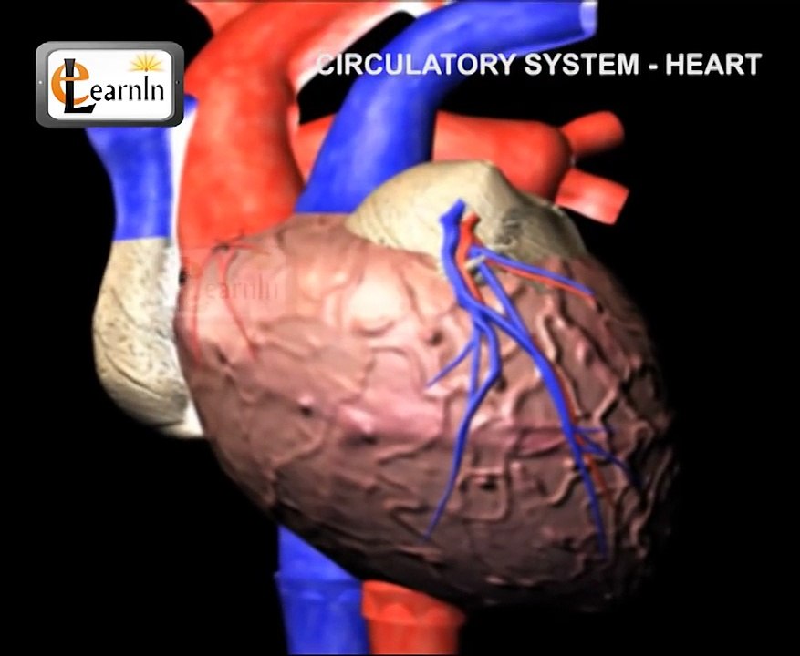 Human circulatory system | Heart working | Human Anatomy and Physiology video 3D | elearni