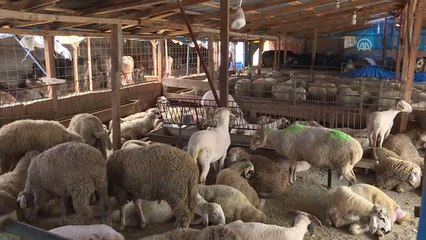 Hayvan Pazarlarında Kurban Hareketliliği