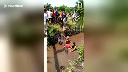 Angry mob catch huge crocodile roaming around homes in Indonesia
