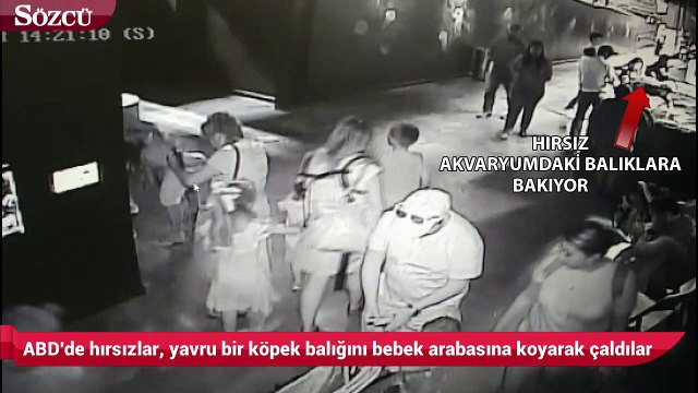 ABD'de Hırsız akvaryumdaki köpekbalığı yavrusunu çaldı