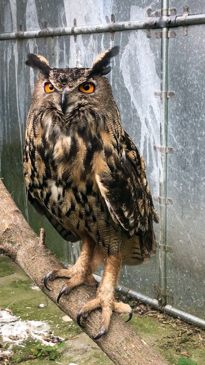 Owlbert Einstein the Giant Eagle Owl