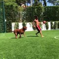 Messi s’entraîne à faire des sombreros sur son (gros) chien